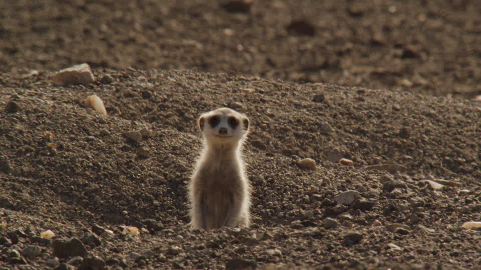 422331645-suricata-agujero-clima-seco-namibia.jpg