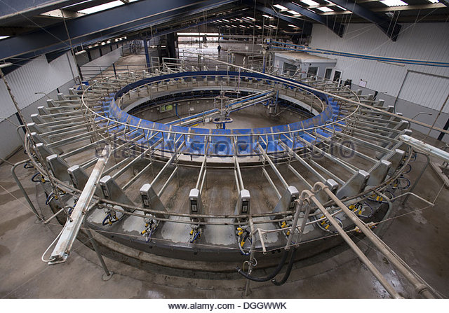 dairy-farming-alpha-laval-50-point-rotary-parlour-lancashire-england-dggwwk.jpg