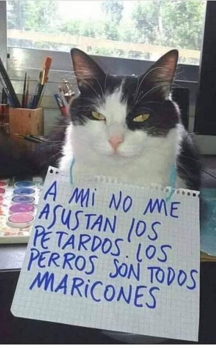 gato cabron.jpg